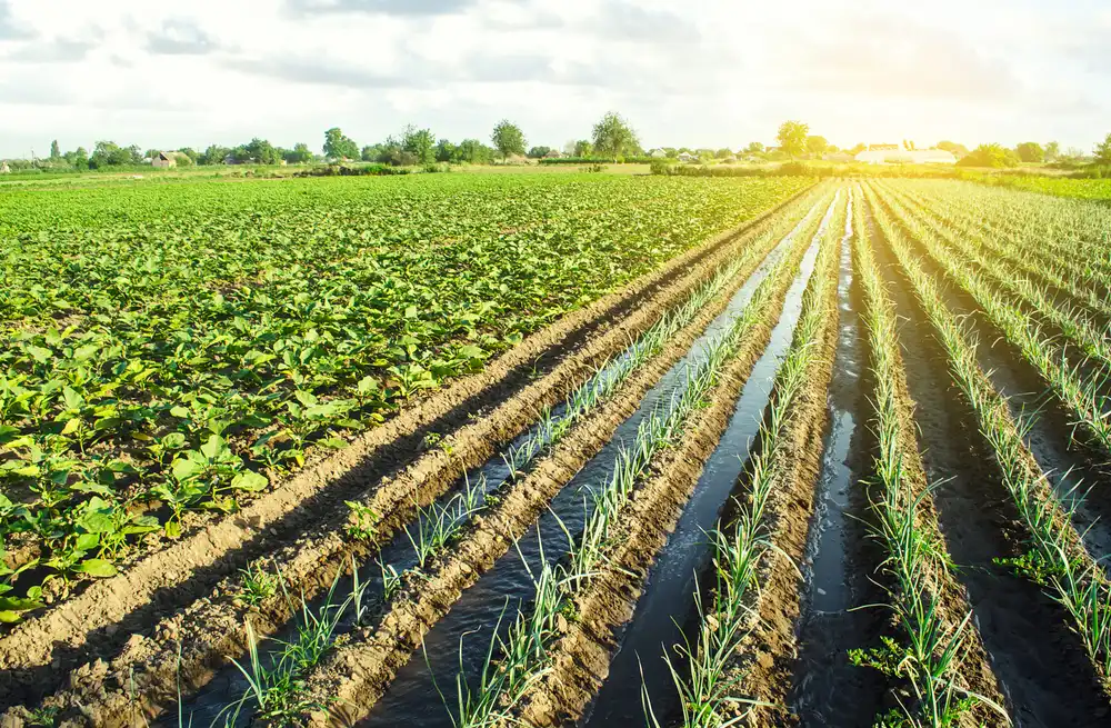 Irrigation in field of green crops with sunshine