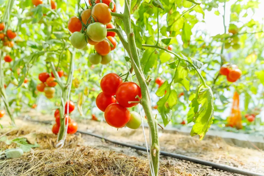 Young greenhouse tomatoes